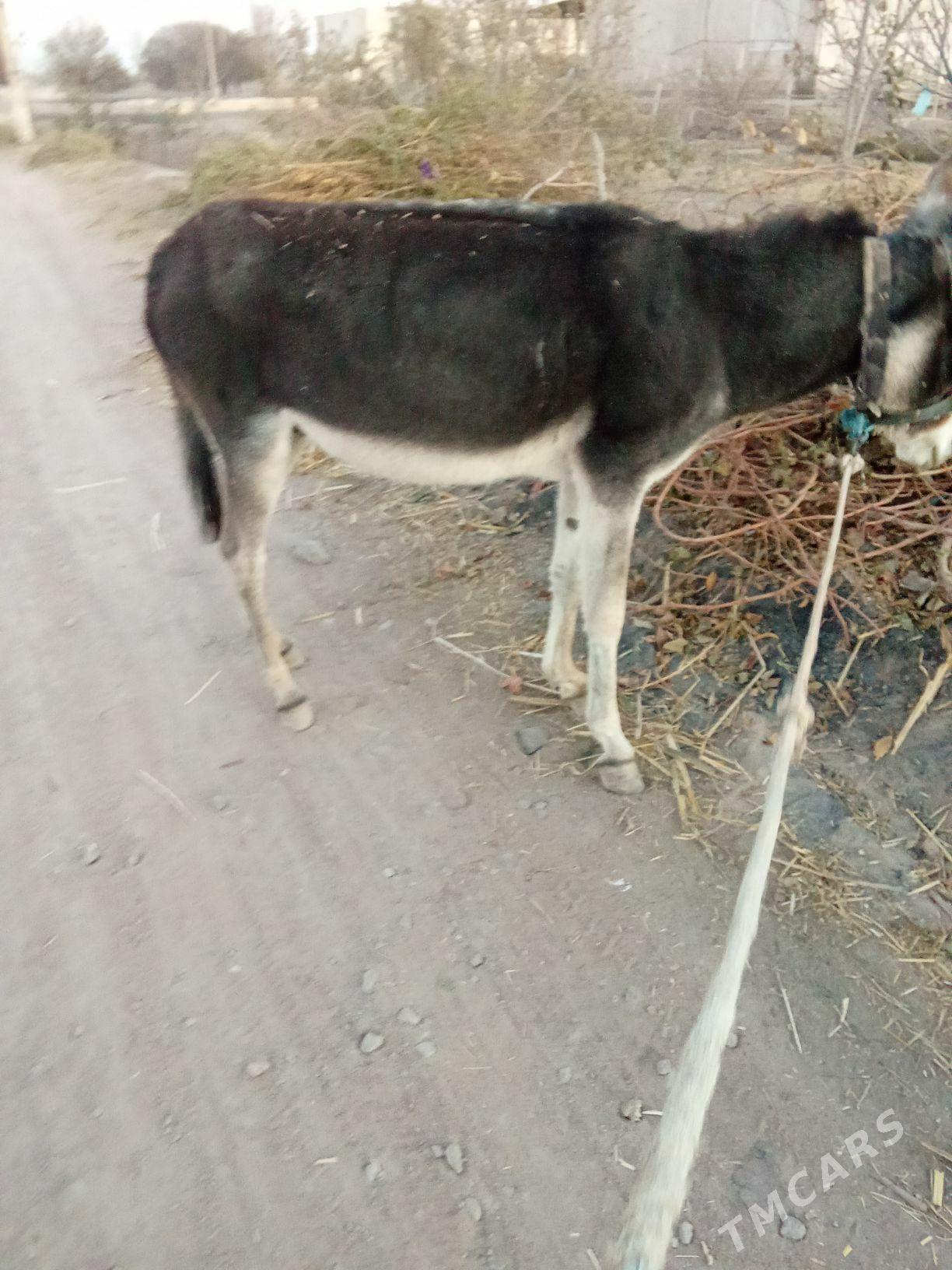 Eşek - Görogly (Tagta) - img 2