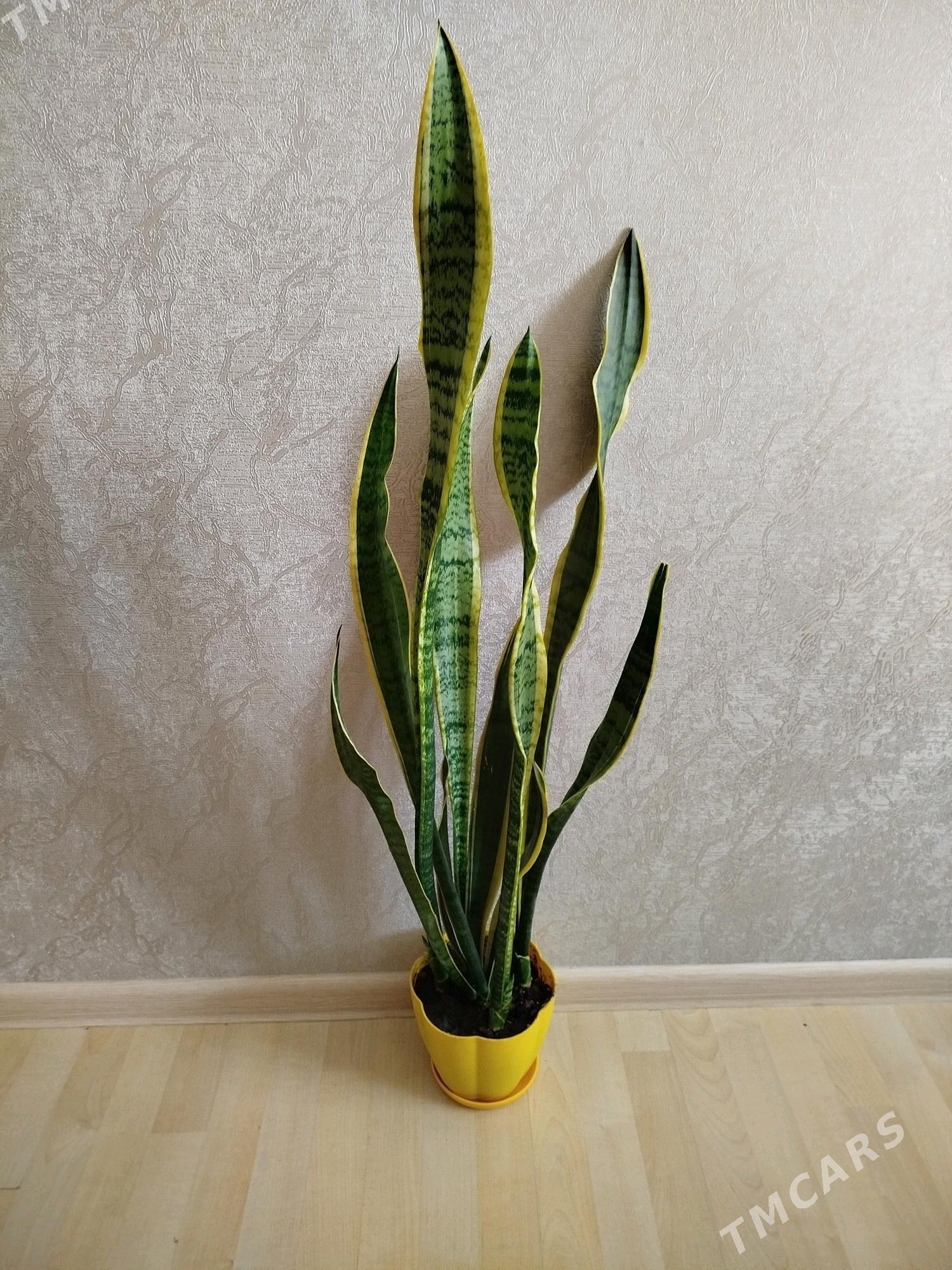 Gul монстера, женское счастье - Aşgabat - img 4