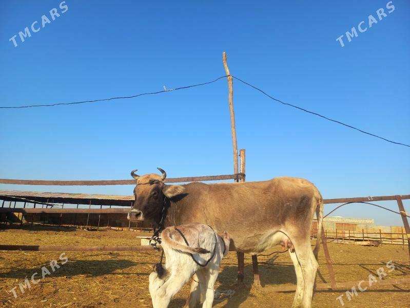 göleli. - Векильбазар - img 5