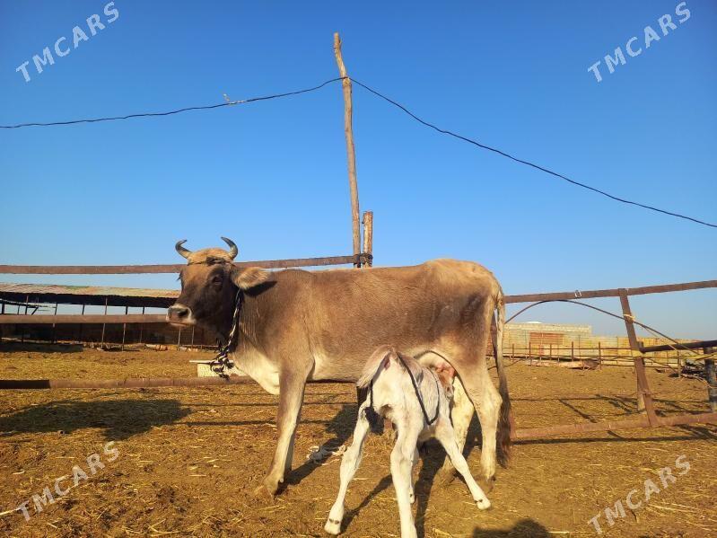 göleli. - Векильбазар - img 6