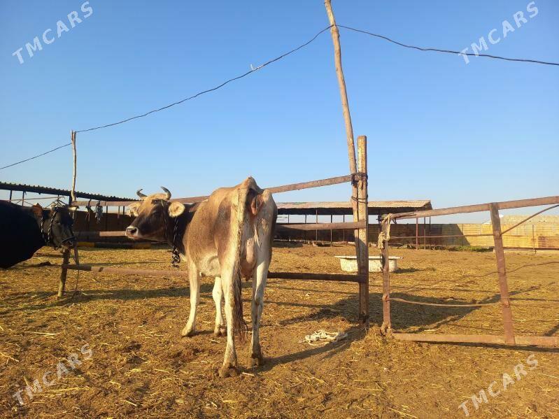 göleli. - Векильбазар - img 1