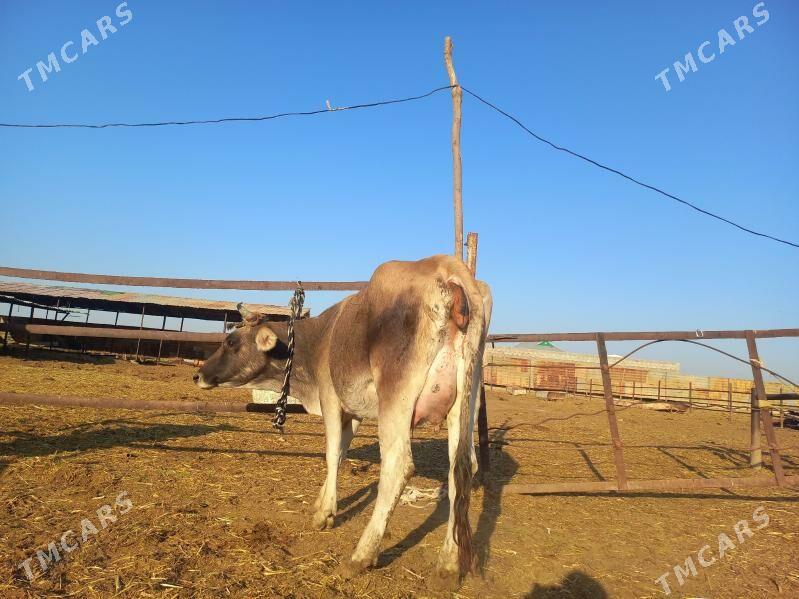 göleli. - Векильбазар - img 2