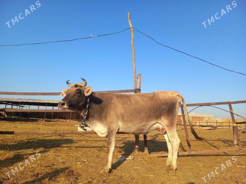 göleli. - Векильбазар - img 3