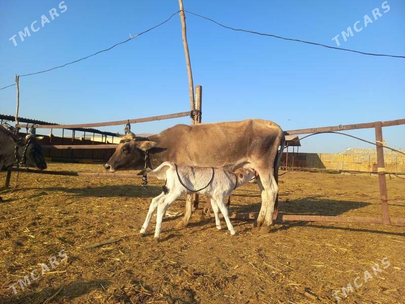 göleli. - Векильбазар - img 7