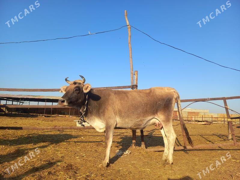 göleli. - Векильбазар - img 4