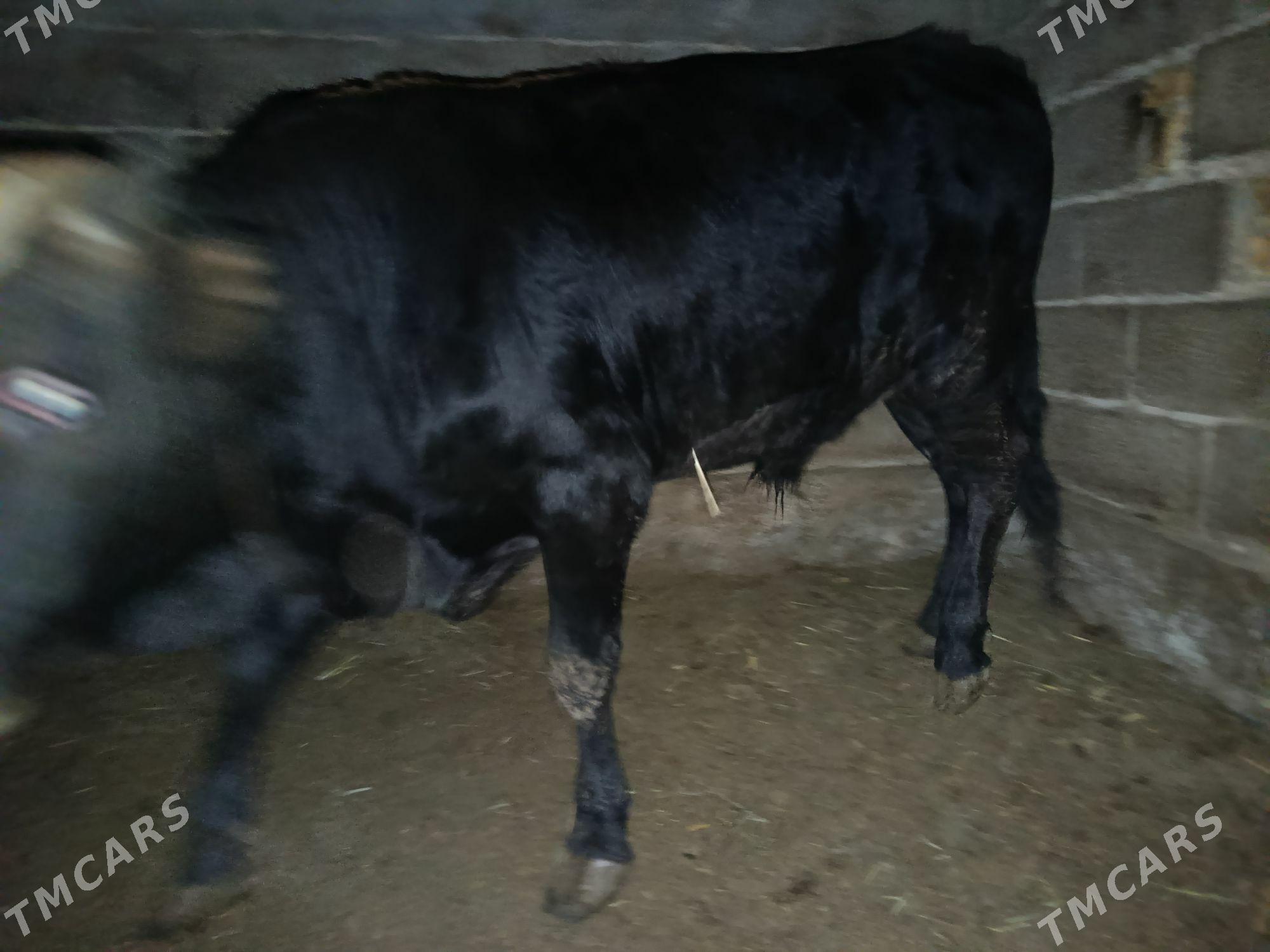 Bakylan öküz - Ak bugdaý etraby - img 1