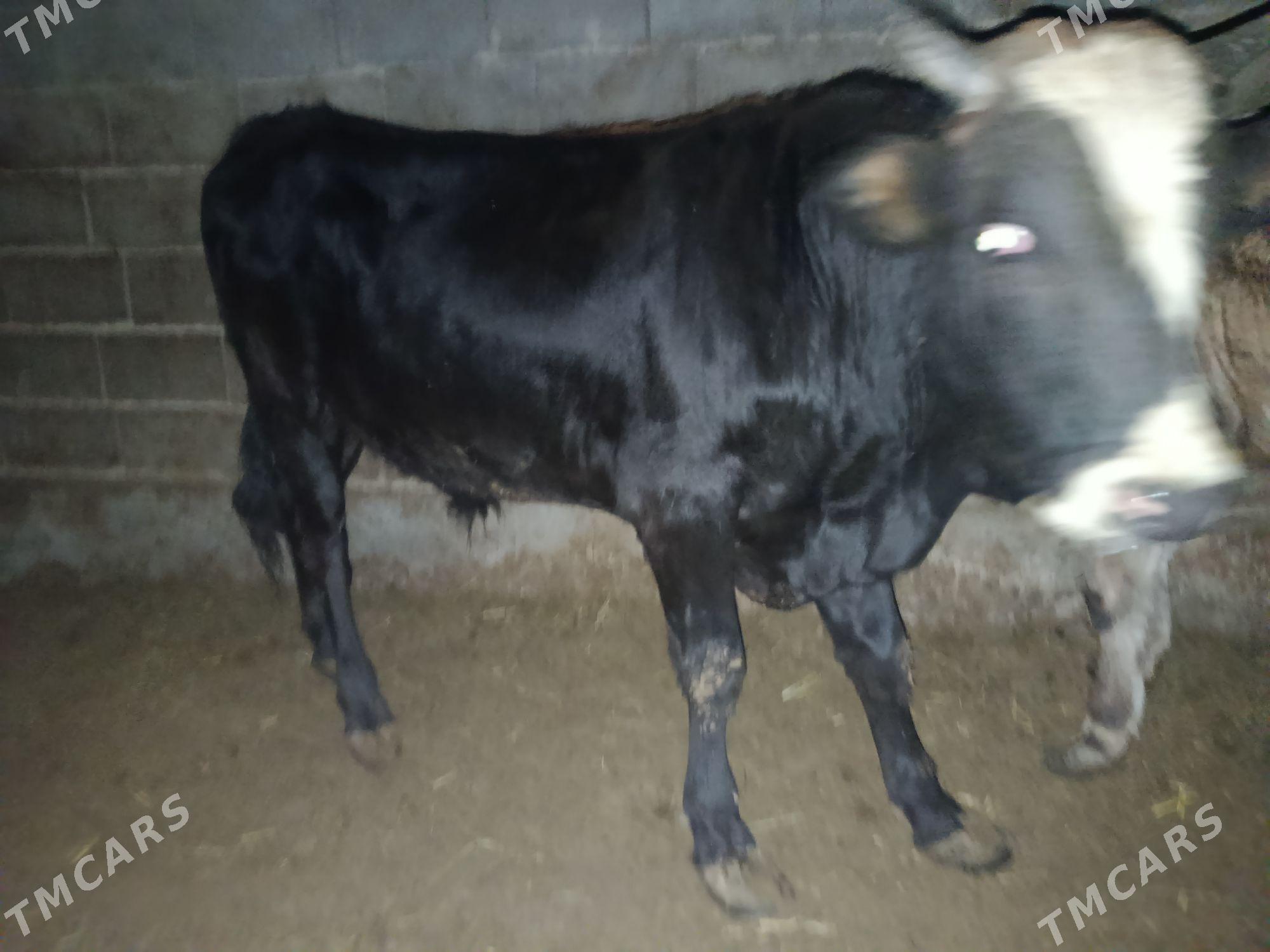 Bakylan öküz - Ak bugdaý etraby - img 5