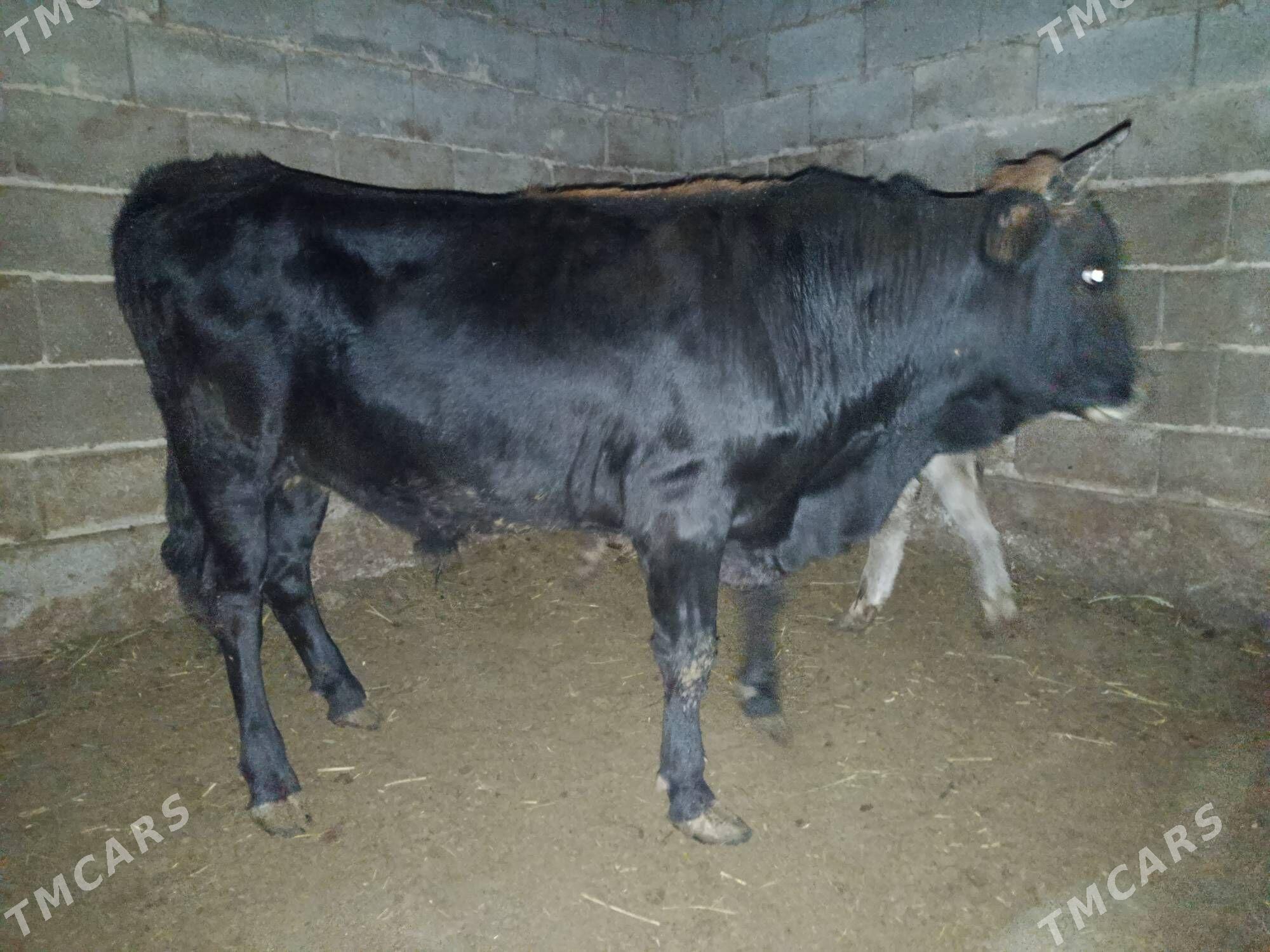 Bakylan öküz - Ak bugdaý etraby - img 4