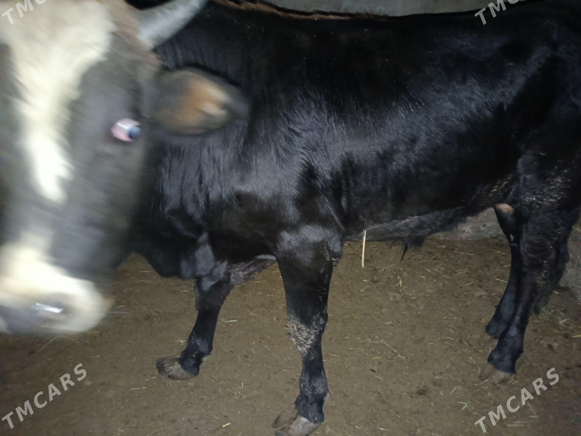 Bakylan öküz - Ak bugdaý etraby - img 2