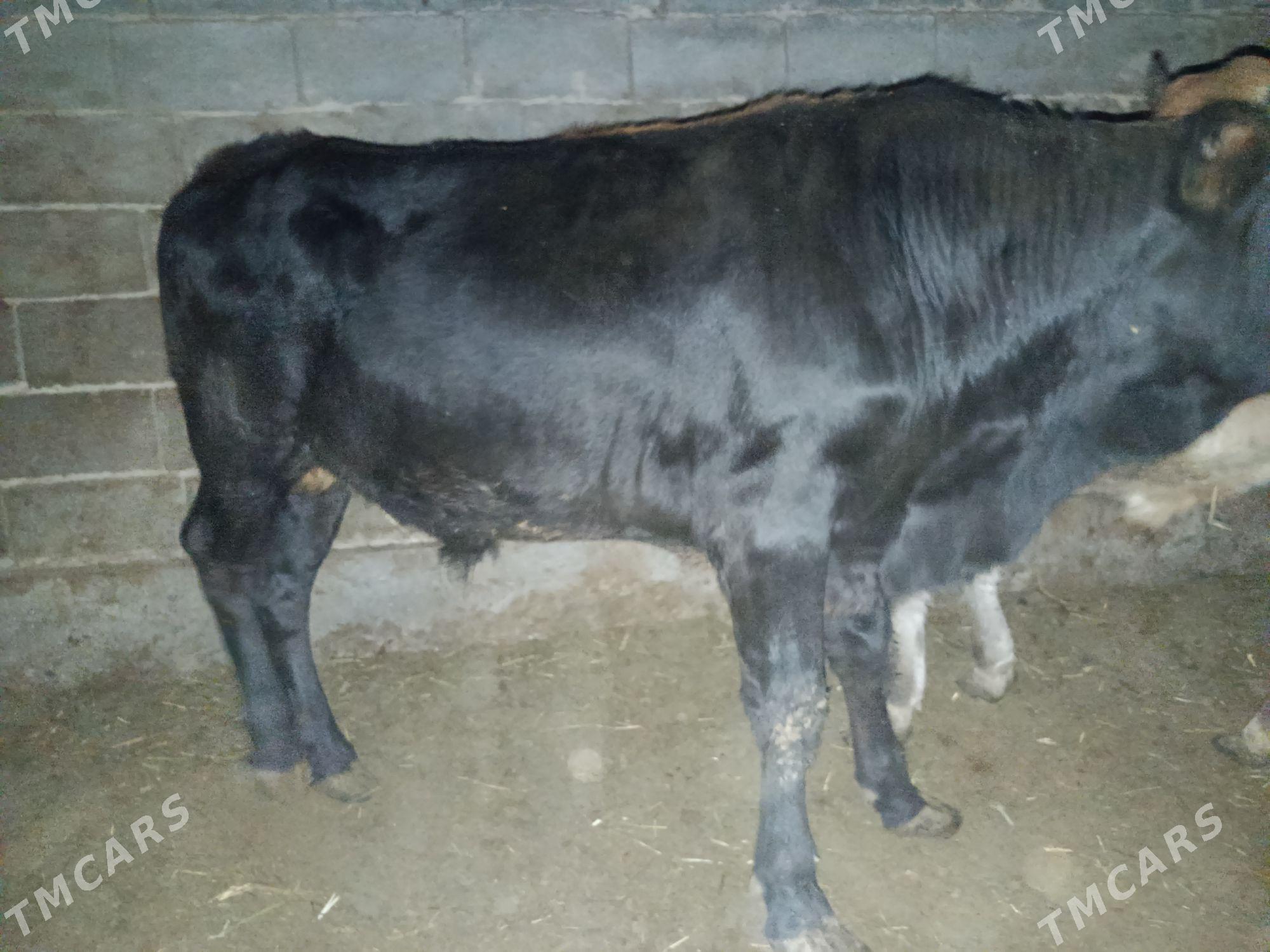 Bakylan öküz - Ak bugdaý etraby - img 3