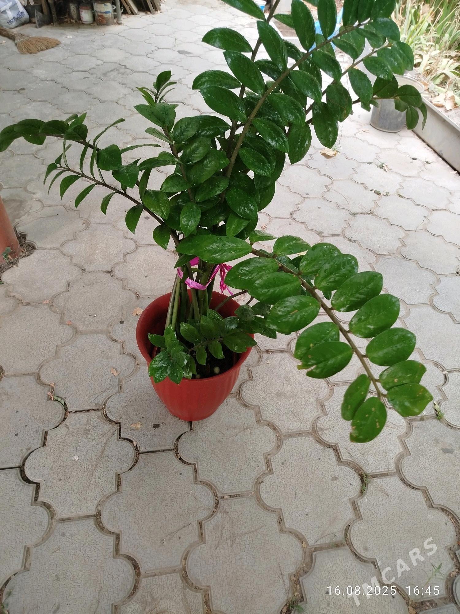 Gul монстера, женское счастье - Aşgabat - img 6