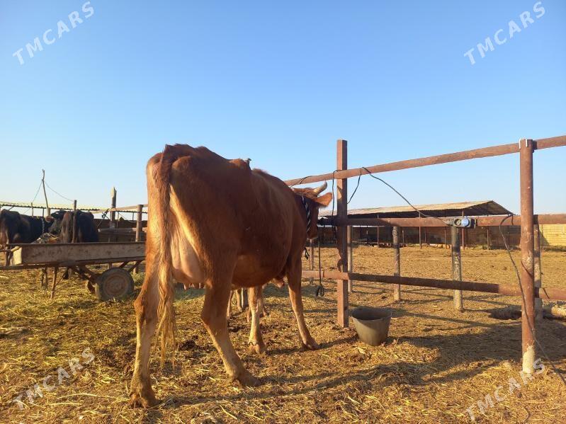 göleli. - Векильбазар - img 1