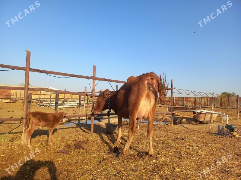 göleli. - Векильбазар - img 2