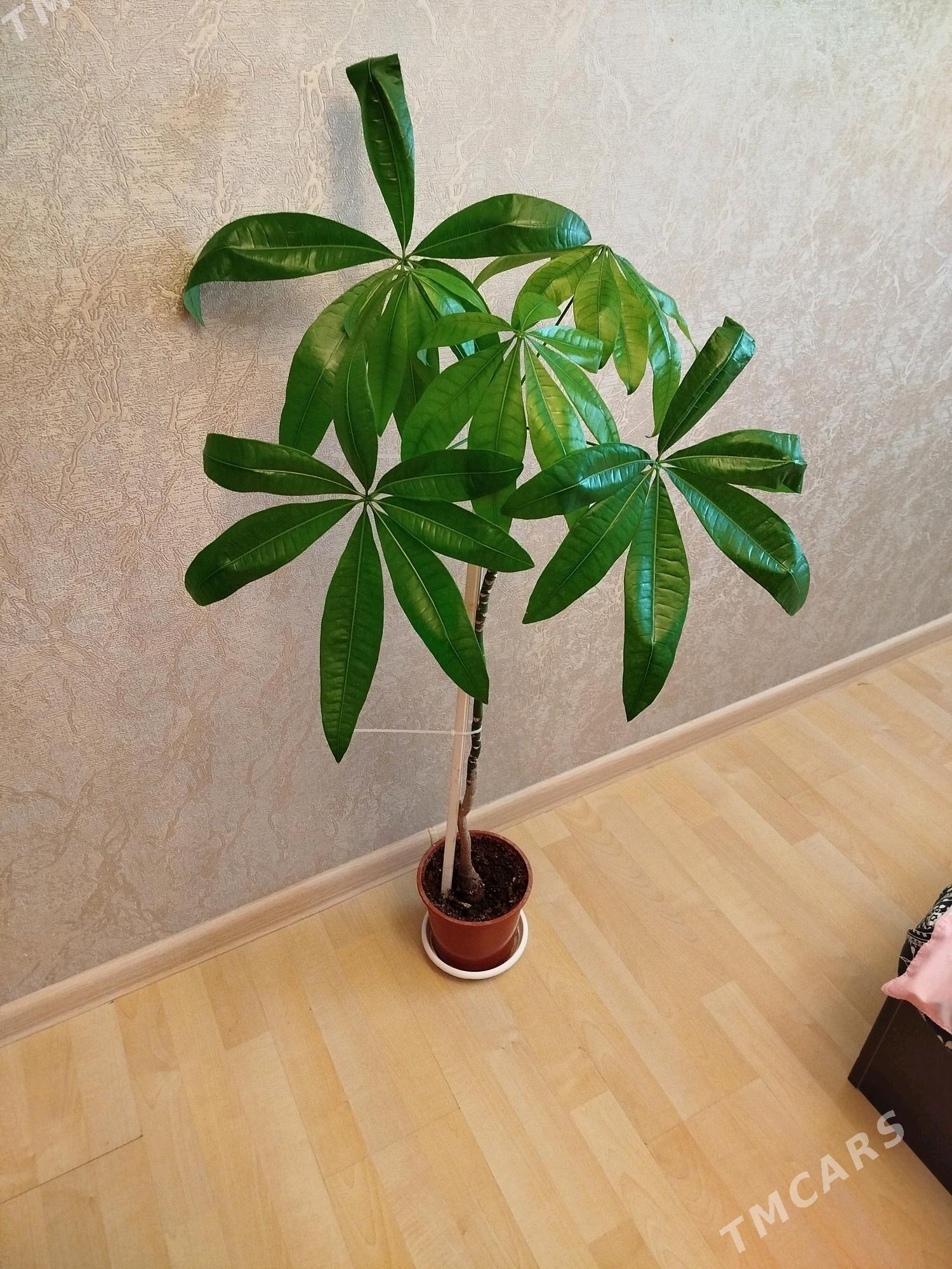 Gul монстера, женское счастье - Aşgabat - img 7