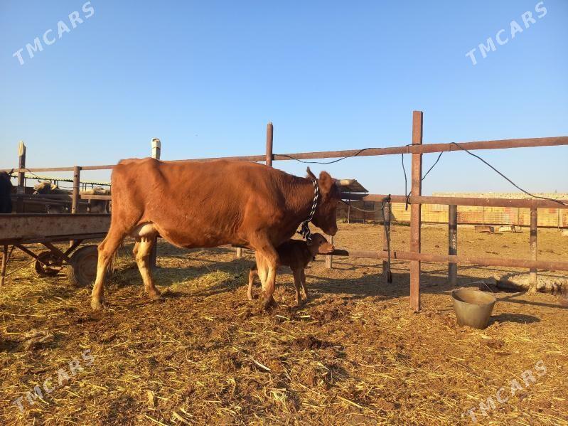 göleli. - Векильбазар - img 7