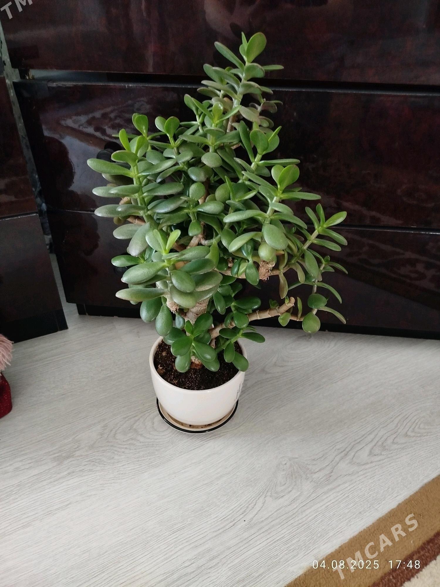 Gul монстера, женское счастье - Aşgabat - img 8