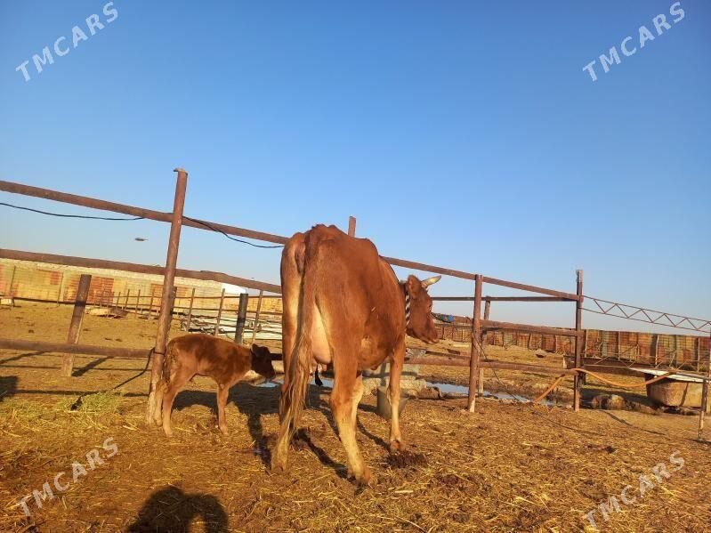 göleli. - Векильбазар - img 4