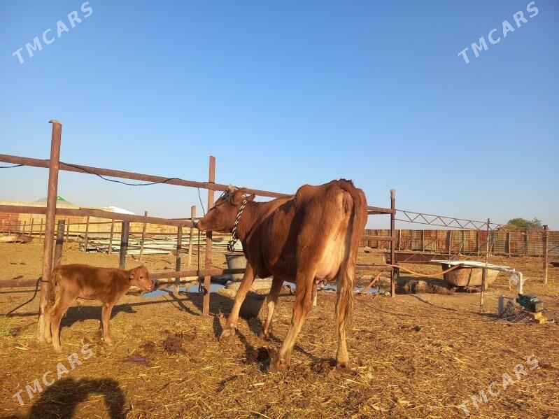 göleli. - Векильбазар - img 3