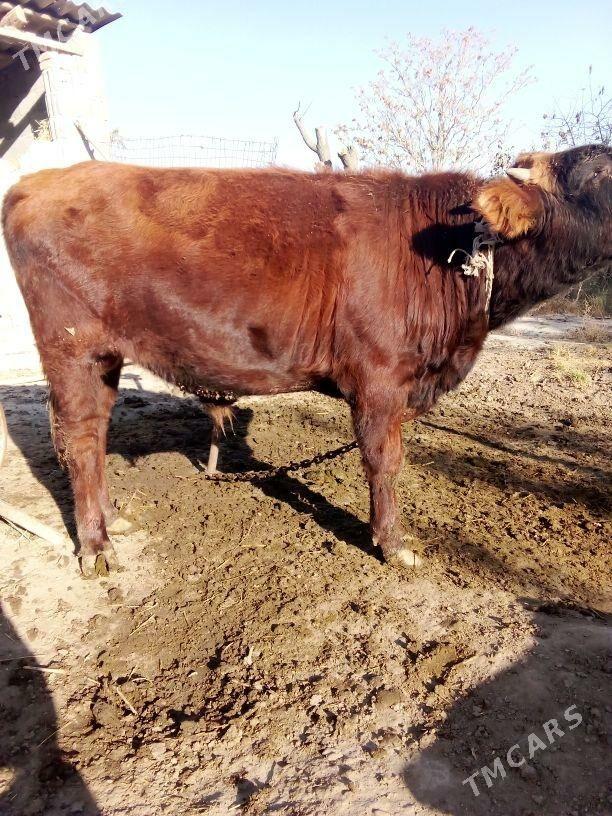 okuz - Бахарден - img 1