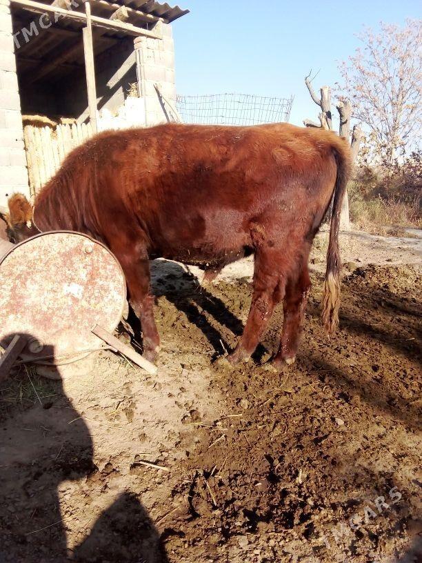 okuz - Бахарден - img 3