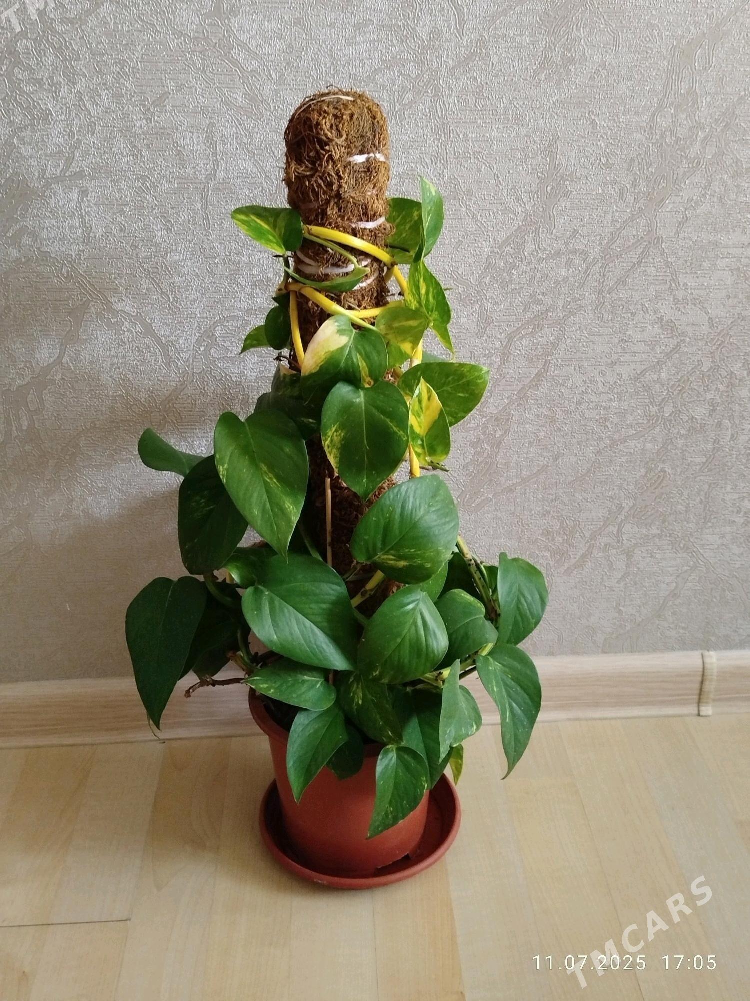 Gul монстера, женское счастье - Aşgabat - img 9