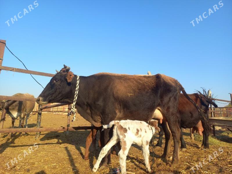 göleli. - Векильбазар - img 2