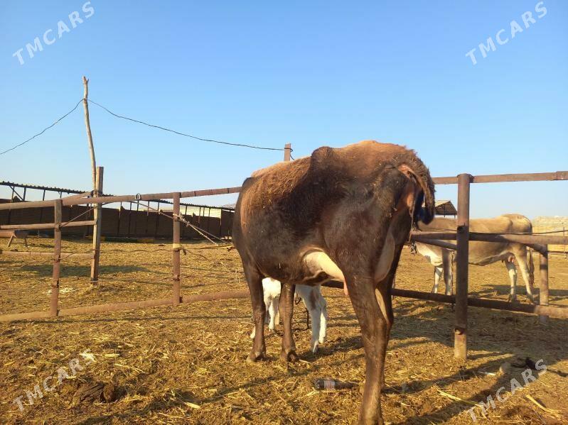 göleli. - Векильбазар - img 5