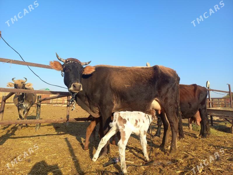 göleli. - Векильбазар - img 3