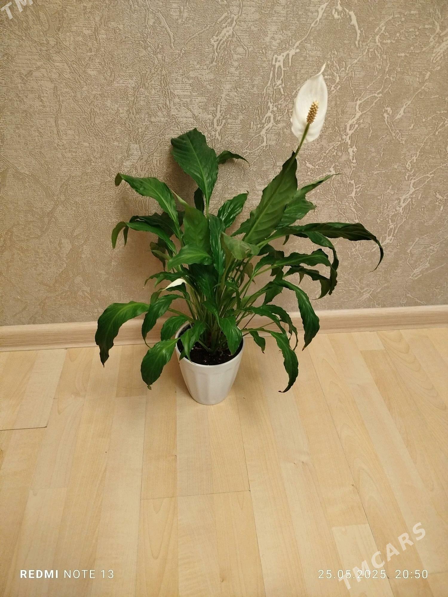 Gul монстера, женское счастье - Aşgabat - img 10