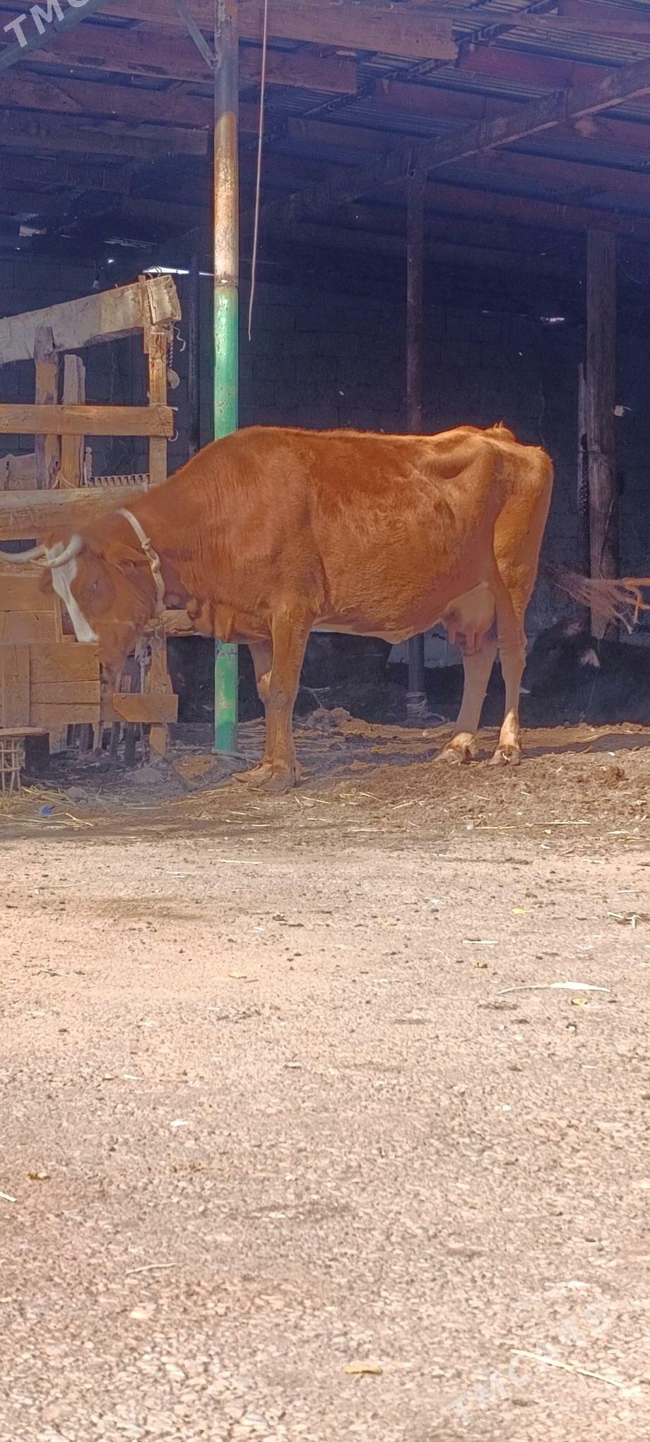 gibrit sygyr - Ашхабад - img 2