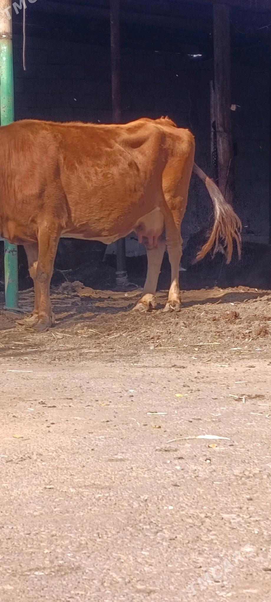 gibrit sygyr - Ашхабад - img 3