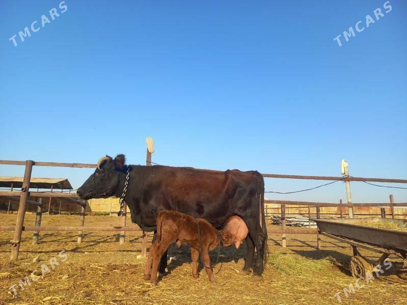 göleli. - Векильбазар - img 1