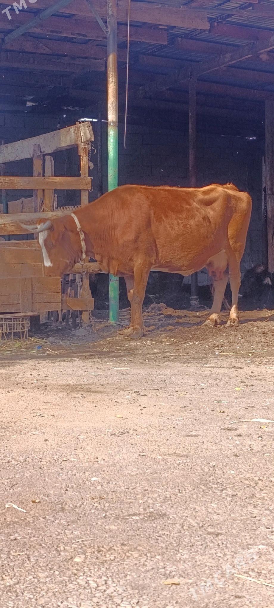 gibrit sygyr - Ашхабад - img 4