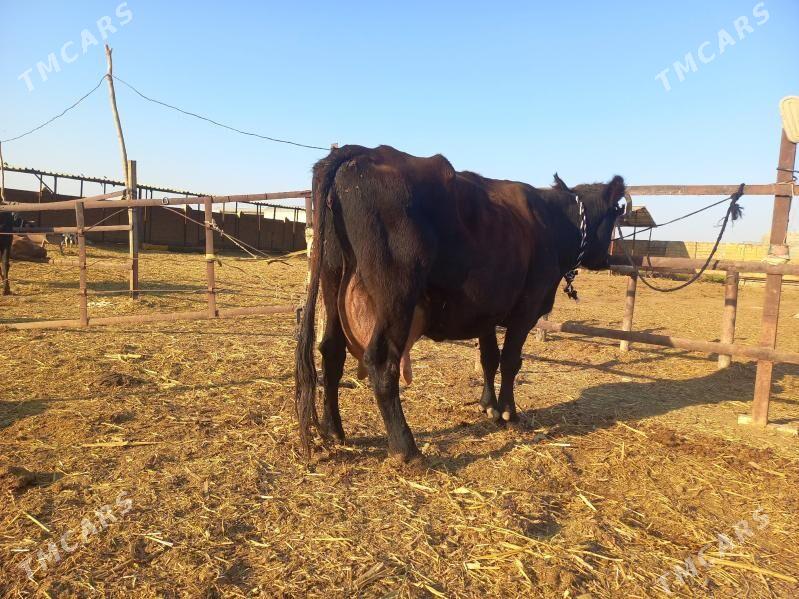 göleli. - Векильбазар - img 8