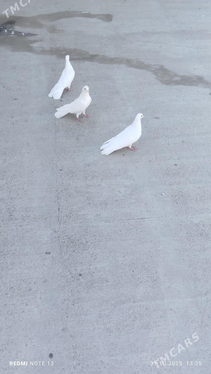 kepderi - Гызыларбат - img 2