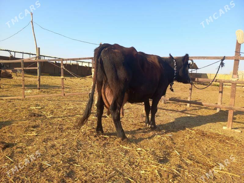 göleli. - Векильбазар - img 5