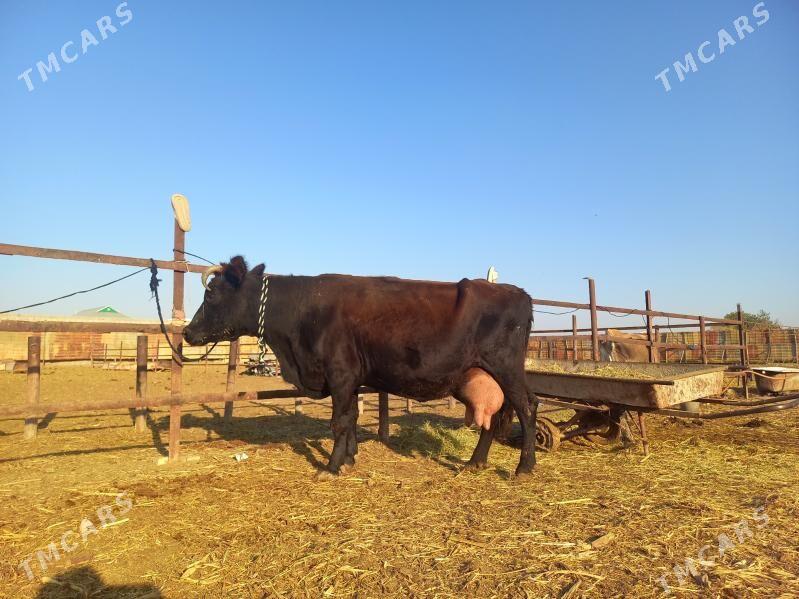 göleli. - Векильбазар - img 2