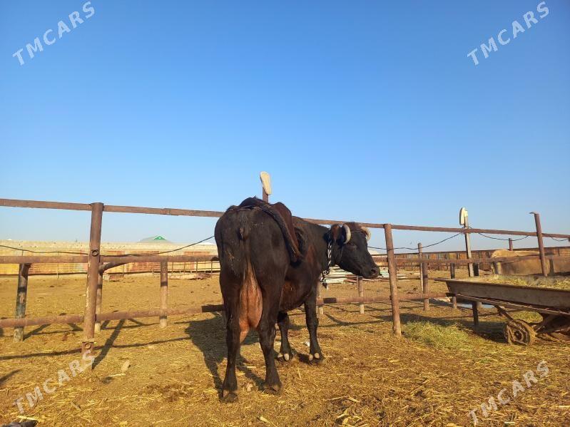 göleli. - Векильбазар - img 4