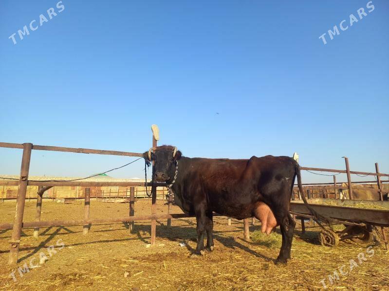 göleli. - Векильбазар - img 3