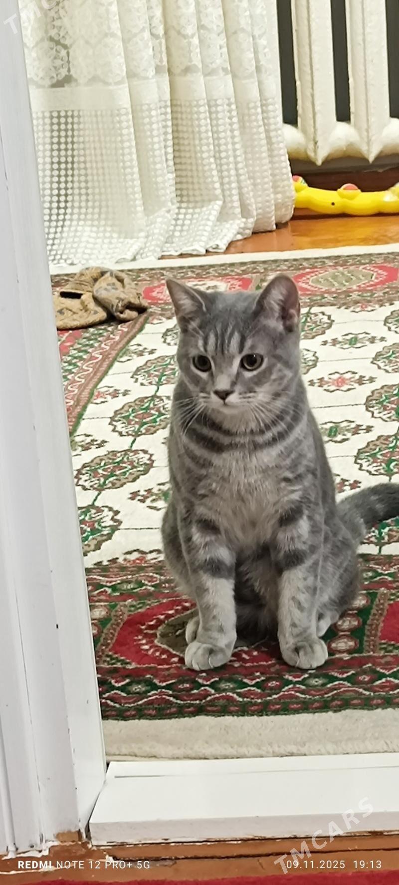 Piśik - Ашхабад - img 2