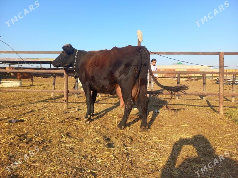 göleli. - Векильбазар - img 6