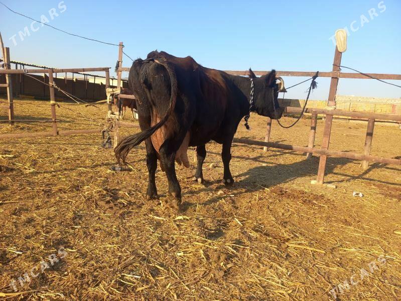 göleli. - Векильбазар - img 7