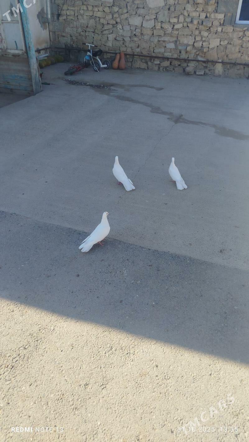 kepderi - Гызыларбат - img 1