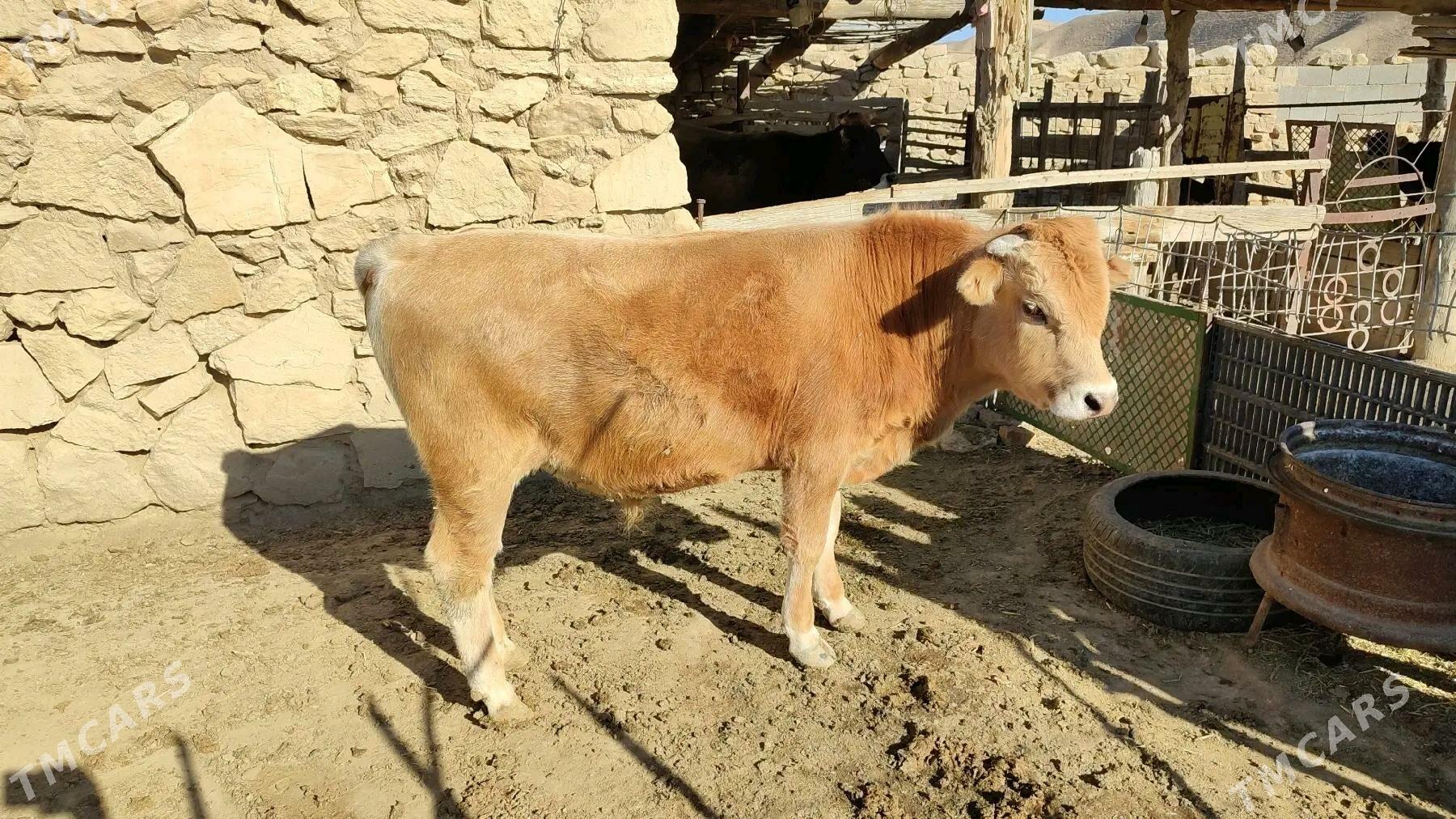 öküz sygyr göle - Этрек - img 1