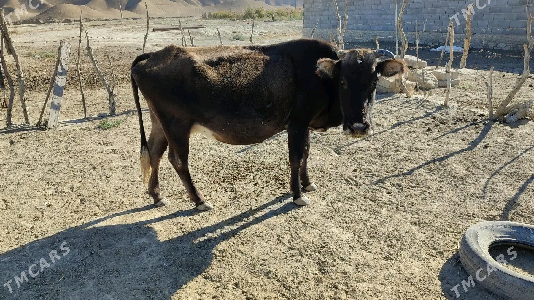 öküz sygyr göle - Этрек - img 3