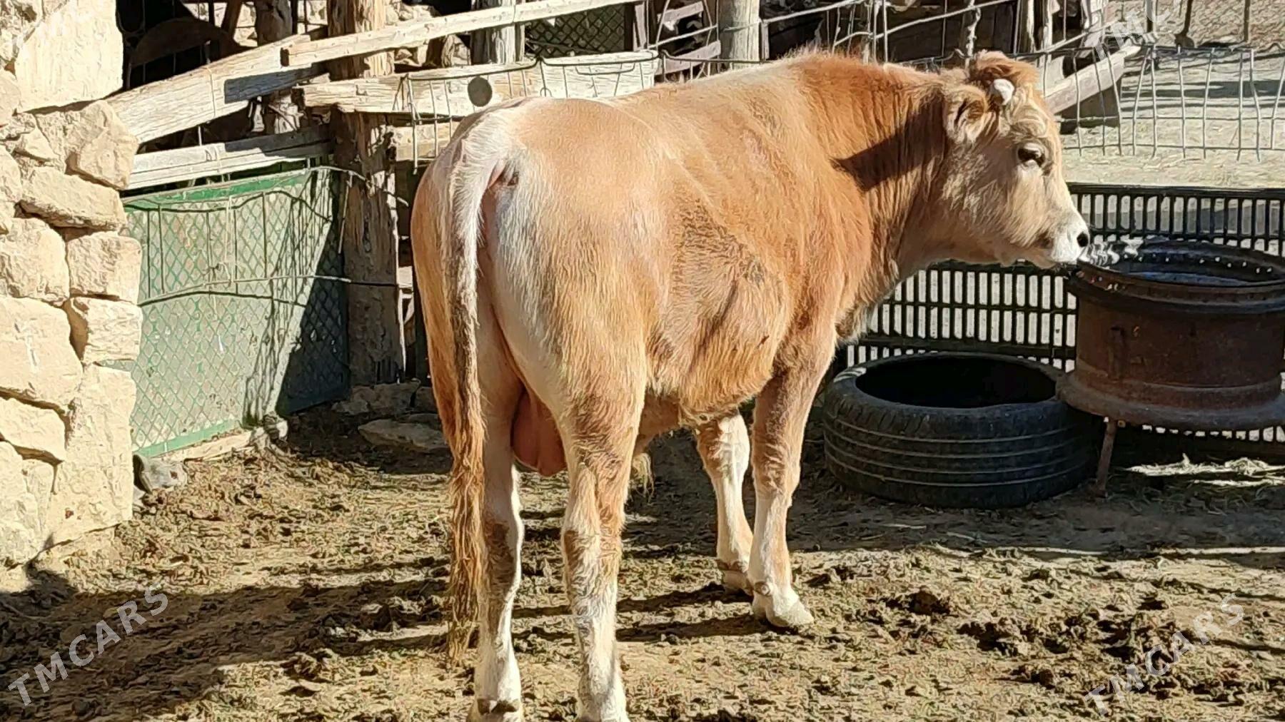 öküz sygyr göle - Этрек - img 2