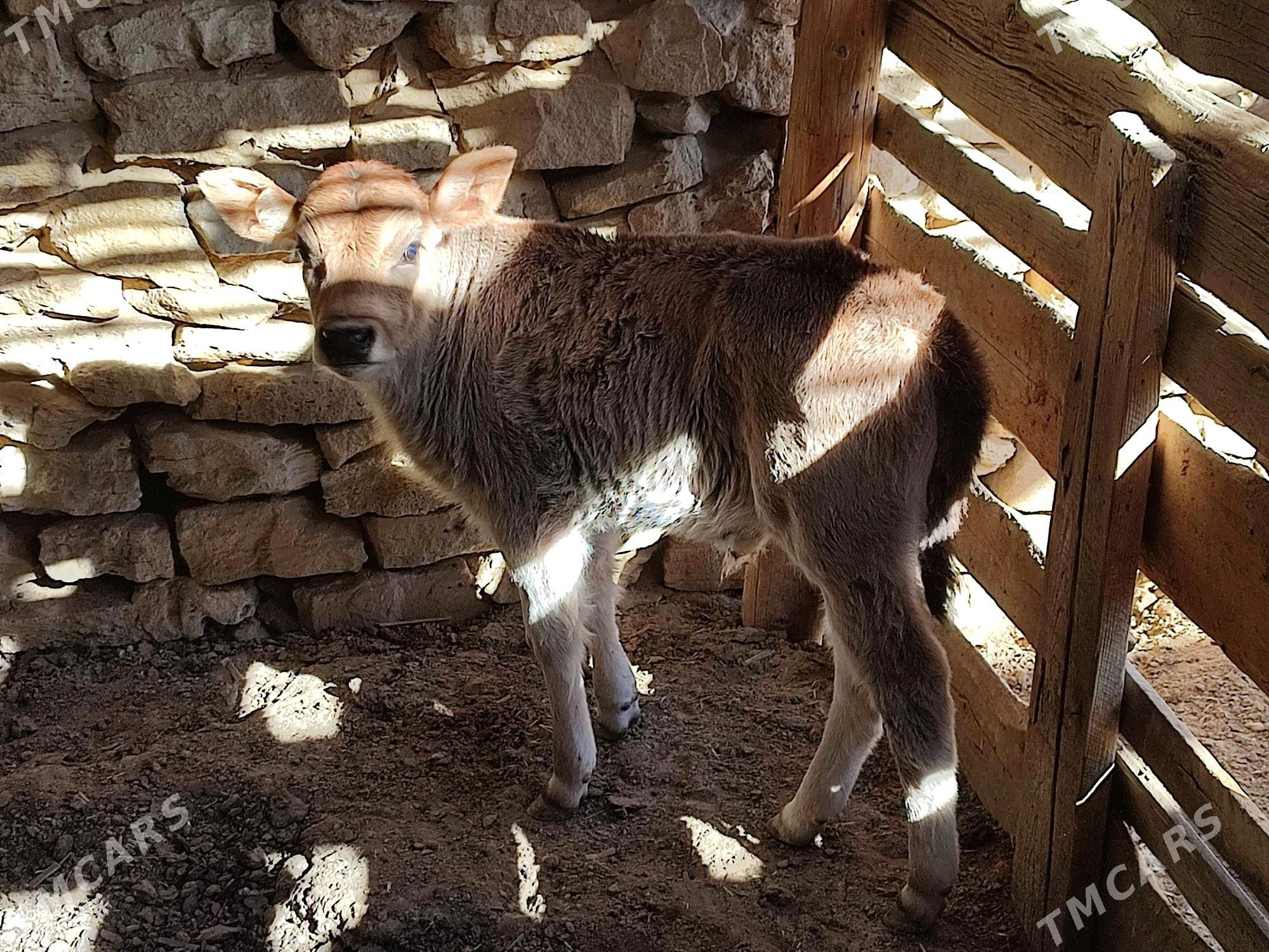 öküz sygyr göle - Этрек - img 5