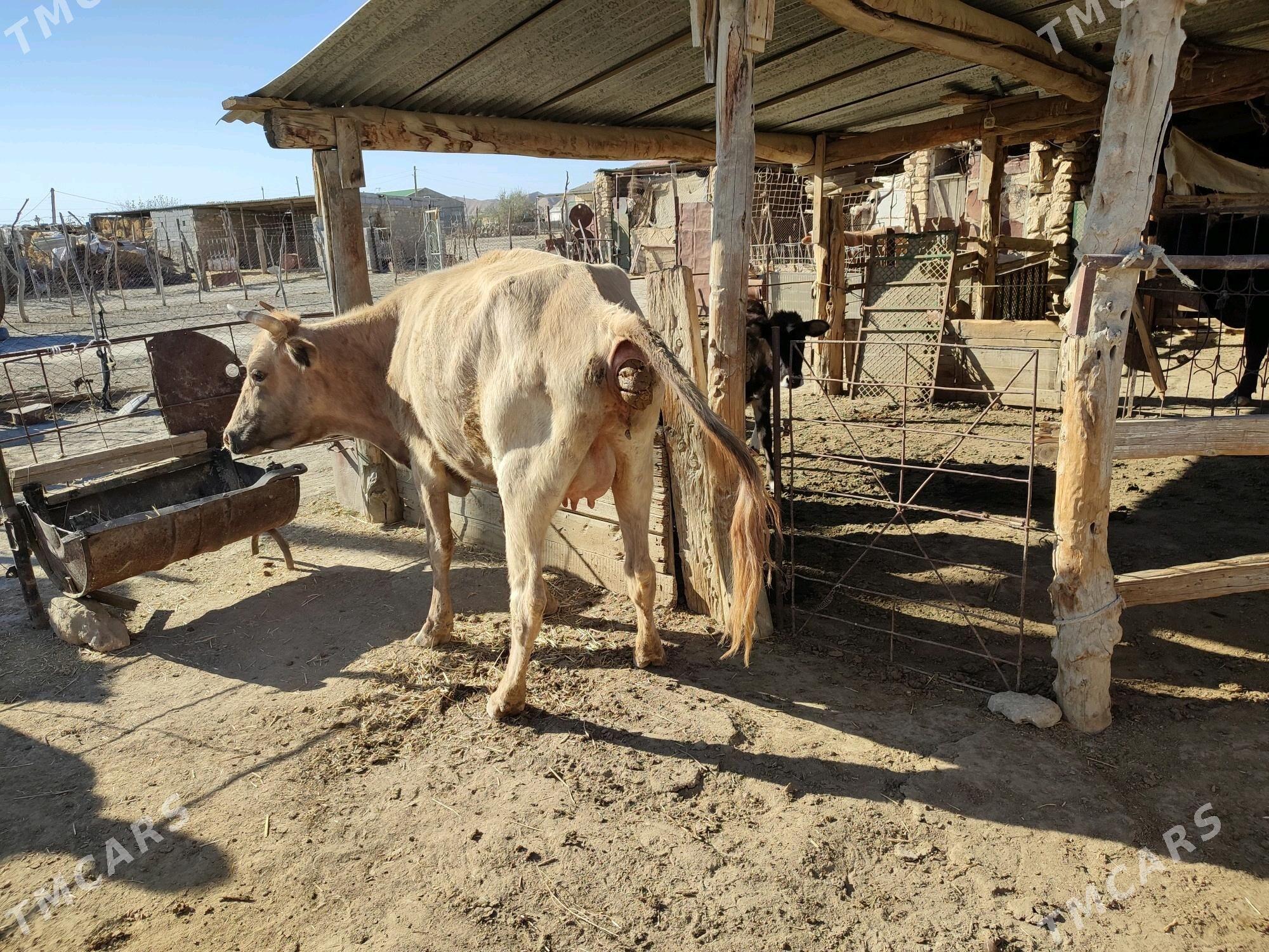 öküz sygyr göle - Этрек - img 6