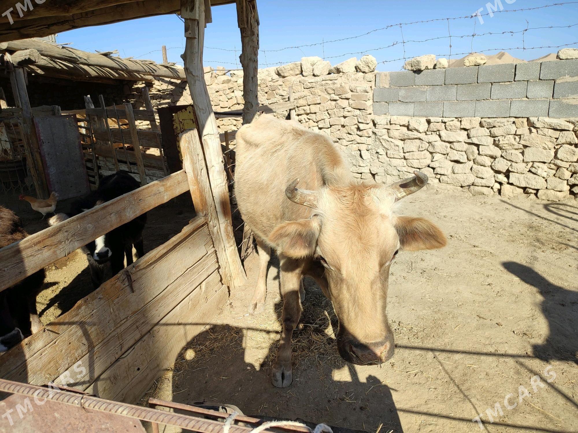 öküz sygyr göle - Этрек - img 7