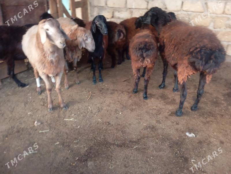 gisar goyunlar - Aşgabat - img 8